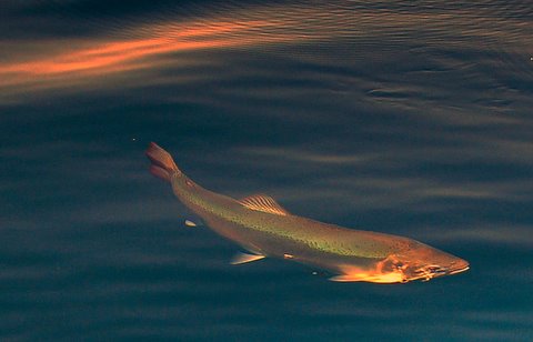 Trout in Bahia Manzano